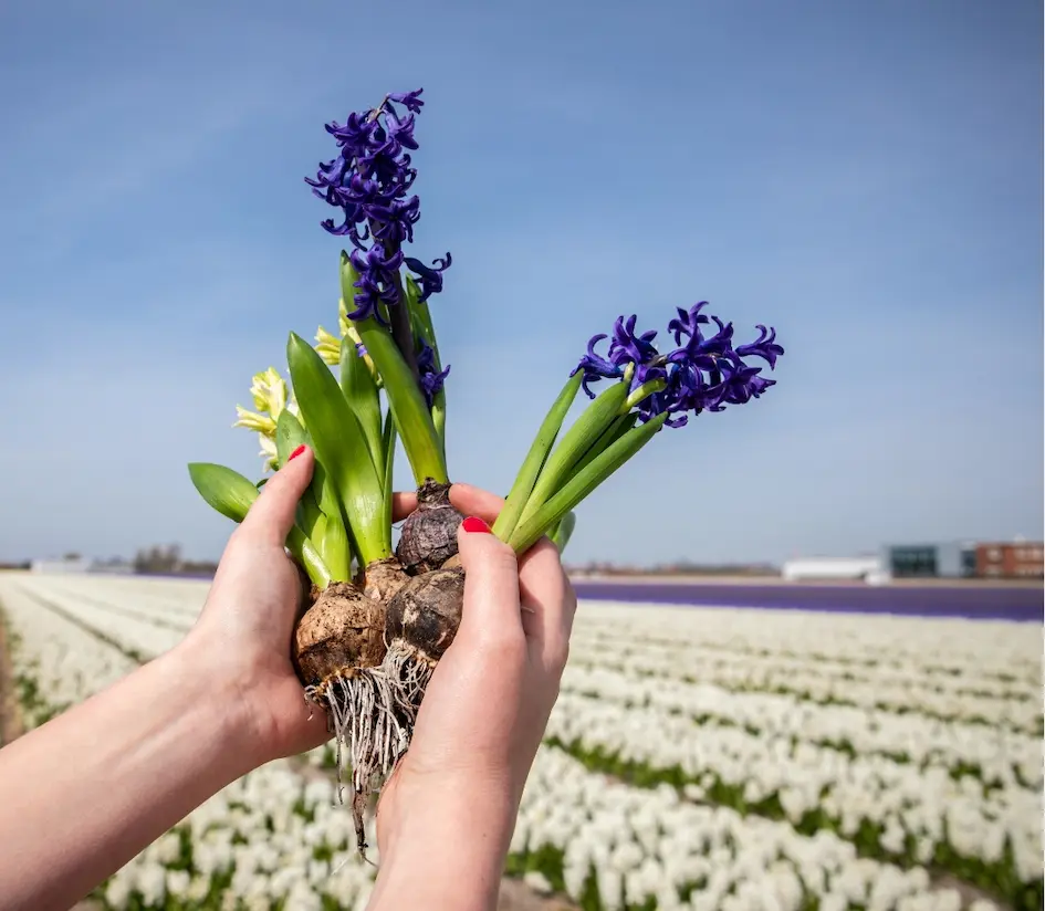 handen vol hyacinten bollen in bloei